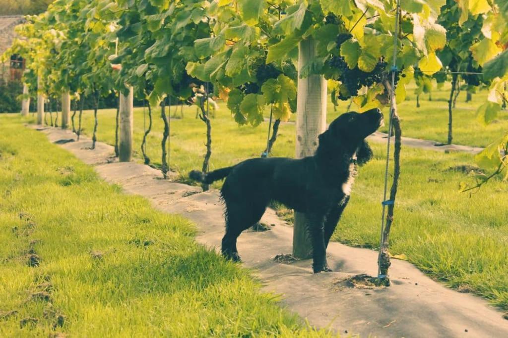 Vineyard Country Cottage Llanerch-Aeron Bagian luar foto