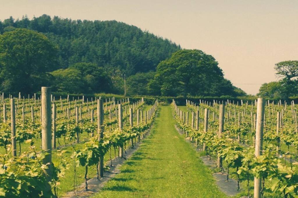 Vineyard Country Cottage Llanerch-Aeron Bagian luar foto